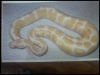 Outstanding-pair-of-Albino-and-piebald-ball-pythons